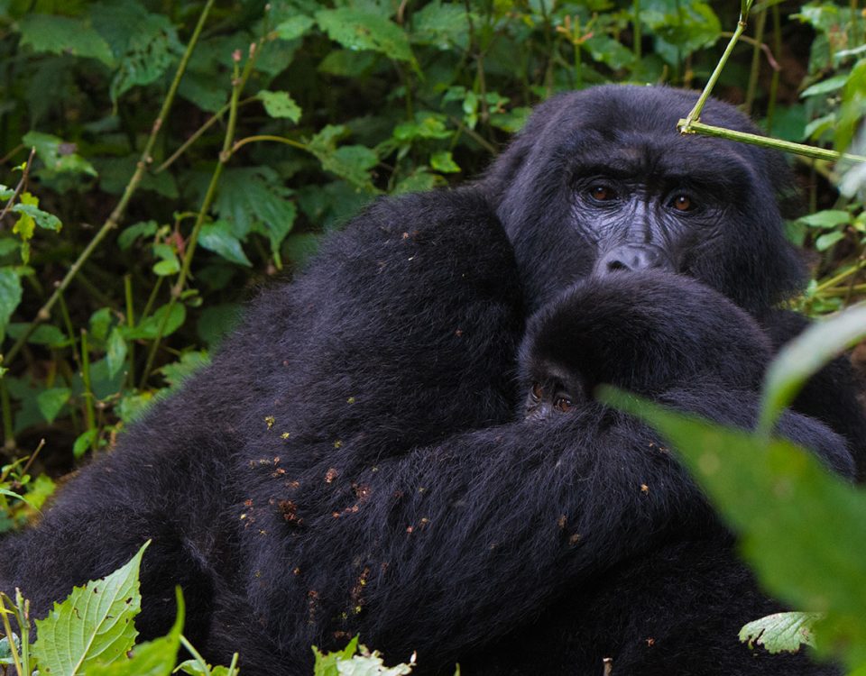 Gorilla Trekking Safaris in Uganda and Rwanda