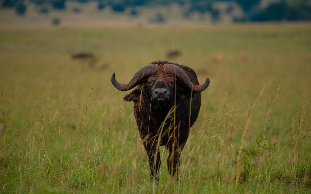 15 Days Uganda Safari Experience
