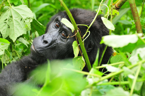 3 Days Gorilla Habituation Safari Uganda