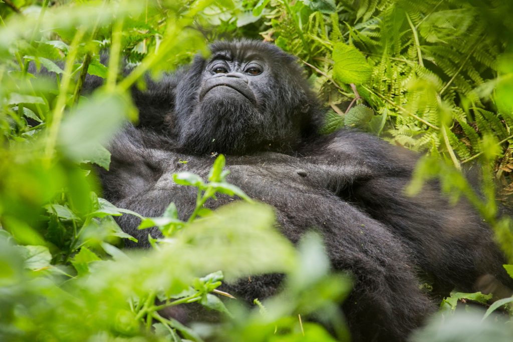 3 Days Rwanda Gorilla tracking Safari