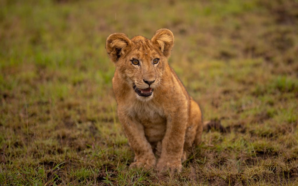 5 Days Bwindi Queen Elizabeth Safari