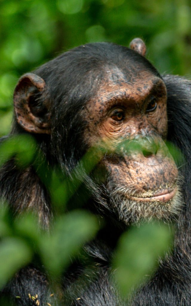 5 Days Chimpanzee & Gorilla Trekking Safari