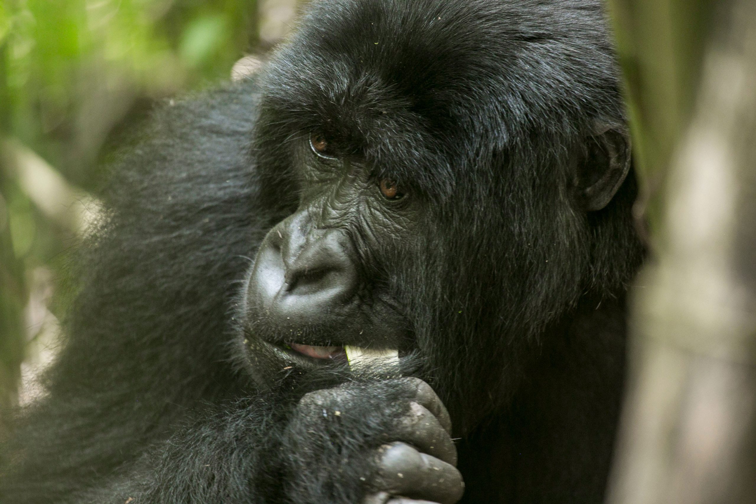 7 Days Rwanda Gorilla Trekking Safari