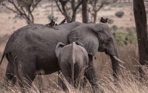 Uganda Safari Destinations