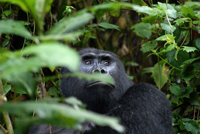 5 Days Uganda Gorilla and Wildlife Tour