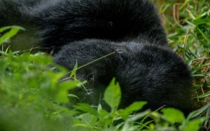 Mgahinga Gorilla National Park