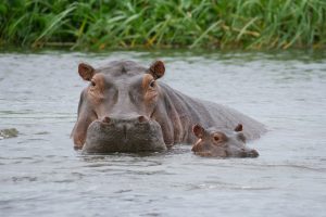 Uganda National Parks